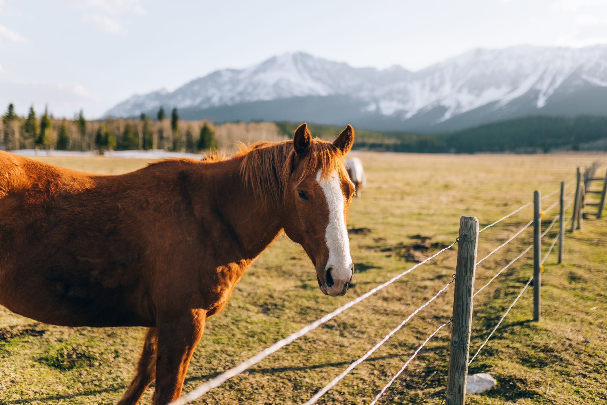 Horse at a ranch fence with snowcapped mountains beyond